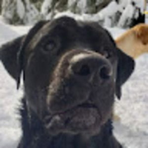 Meet your Posher, Jamin